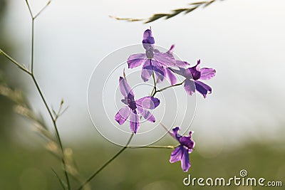 Forking Larkspur (Consolida regalis) Stock Photo